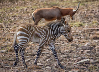 Baby Zebra
