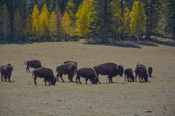 Arizona View Grand Canyon 
