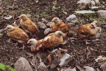 Baby chickens 