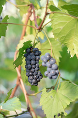 樹上の山葡萄の実