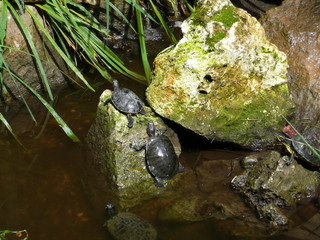 Tortues d'eau