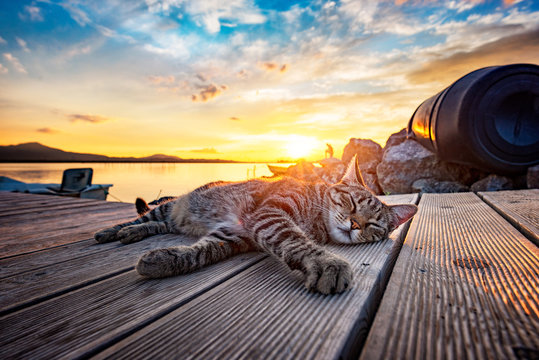 Stray tiger cat on the pier in the lagoon enjoys the sunset