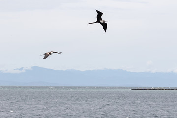 Fototapeta na wymiar Frigate Birds in flight
