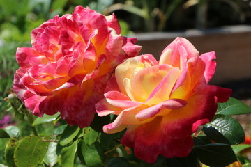 Summer Garden, Roses, Flowers and Vegetable in a garden, Gemischter Hausgarten mit Blumen und Gemüsebeeten, Rosen vor einem Gemüsebeet