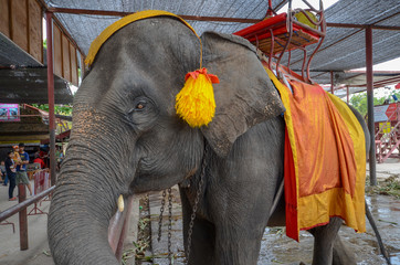 アユタヤ遺跡のゾウ