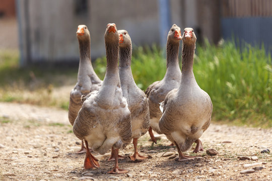 Grupo de ocas paseando por la calle de un pueblo
