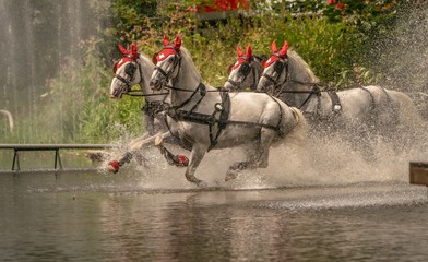 Spitzensportler - Viererzug Gespann - Disiplin Marathon  © MarcelRen