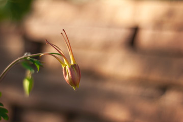 Pink Columbine Bud