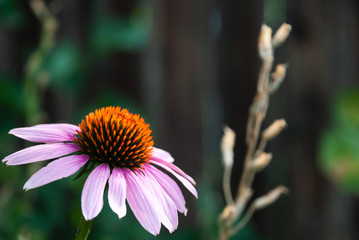 Pink Coneflower Bloom