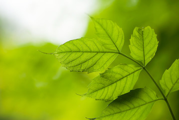 Vibrant Green Leaves