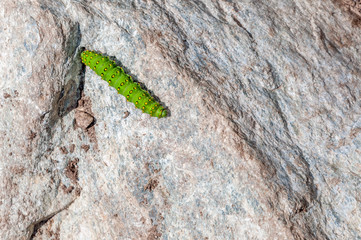 chenille de papillon verte à pois jaunes et noirs