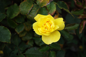 Glowing Like The Sun