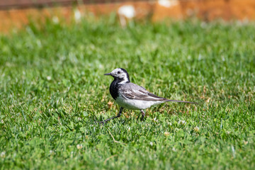 Bachsteltze im Garten