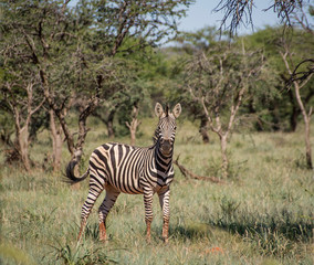 Burchell's Zebra