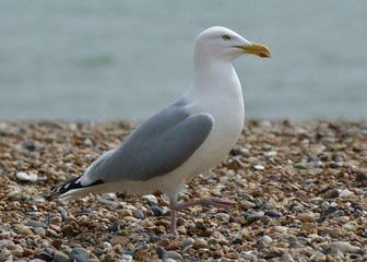 A herring gull out for a walk on Brighton beach