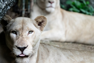 Fototapeta na wymiar relaxed female African lion in the zoo