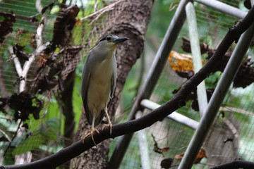 portrait of beautiful bird
