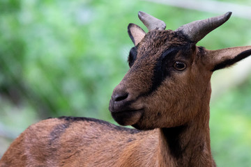 Portrait of brown goat in zoo