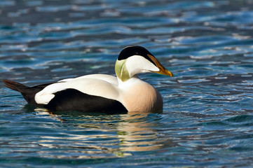 Common eider swimming