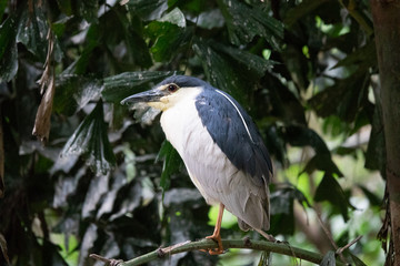 portrait of beautiful black and white bird