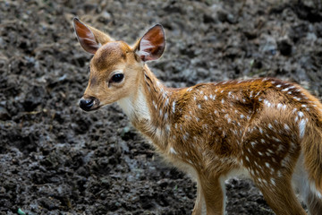 a little baby deer in the zoo