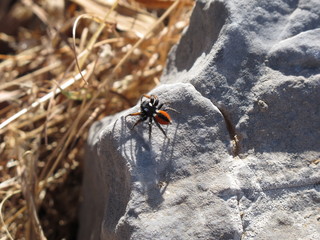 Spinne