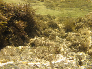 Unterwasserlandschaft