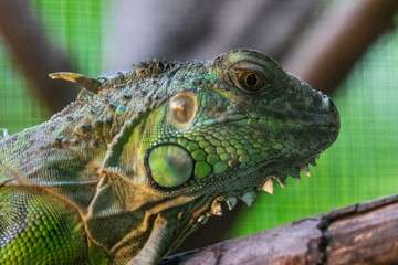 Fototapeta premium Head Shot Closeup Green chameleon