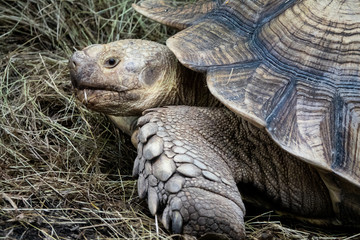 Obraz premium giant turtle in zoo