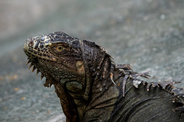 Old black iguana in zoo