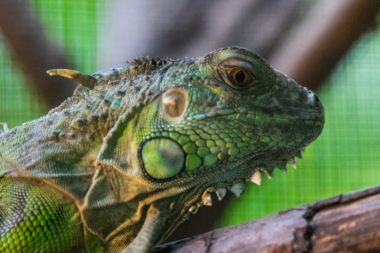 Head Shot Closeup Green chameleon