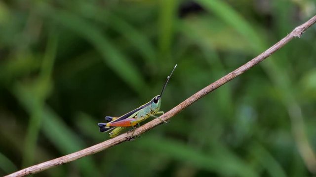 Rice Grasshopper (Hieroglyphus banian) on branch in tropical rain forest.