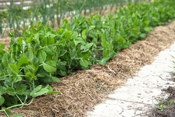 Peas grow in summer in the garden under mulch from dry grass. Vegetables are grown in organic farming.