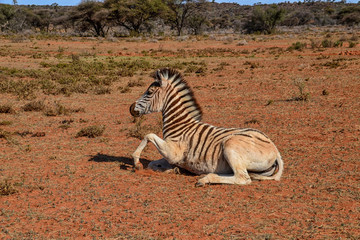 Obraz na płótnie Canvas Juvenile Zebra