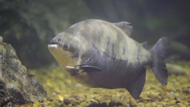 The fish are swimming at an aquarium in Thailand.