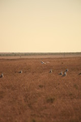 Закат. Зной. Степь. Стая. Чайковые. Ржанкообразные. Хохотунья.