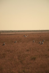 Закат. Зной. Степь. Стая. Чайковые. Ржанкообразные. Хохотунья.