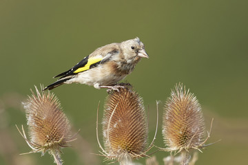 European goldfinch (Carduelis carduelis)