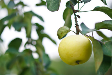 Apple tree close-up. Fruits grow in the natural environment. an ecological product for vegetarians. Stock Photo for design