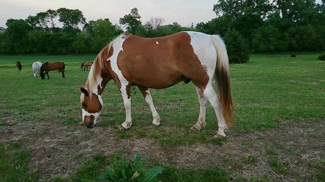paint pony eating in pasture