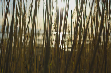 The sun light shining through the thick reeds in the wetlands of the great salt lake. 