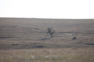 Степь. Кусты. Деревья.