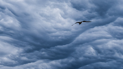 Gaviota en la tempestad
