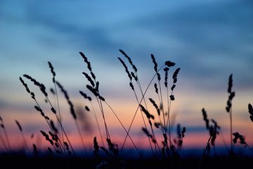 Obraz premium Dried flowers and grass on sunset