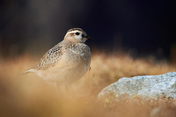 Beautiful Eurasian dotterel (Charadrius morinellus)