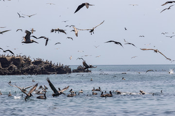 Pelicans eating in Pacheca island - Pearls Islands - Panamá