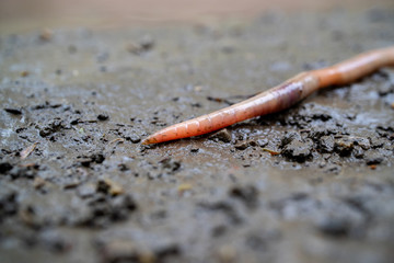 part of the earthworm which swiftly stretched to the center of the frame