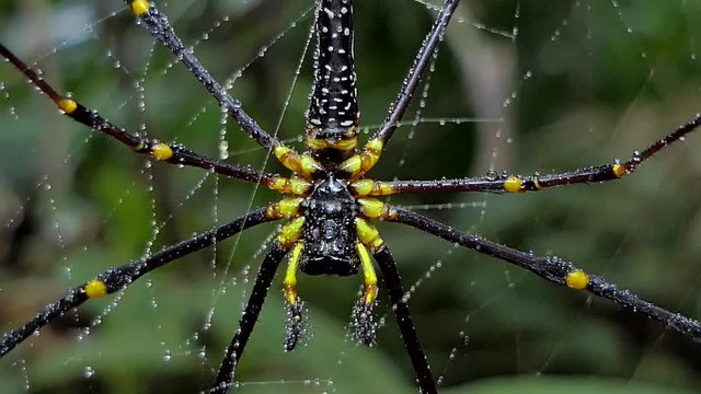 Nephila pilipes spider, is a species of golden orb-web spider, on web in tropical rain forest.