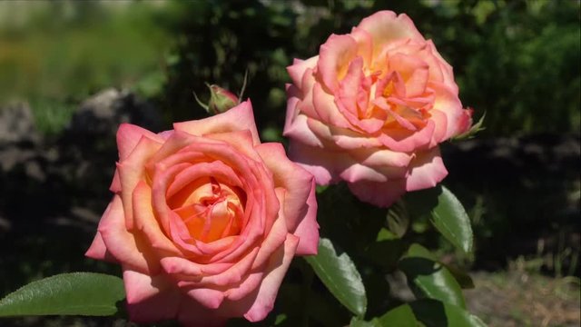 Beautiful pink roses in the garden on a summer day