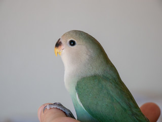 Pretty agapornis © PedroJos
